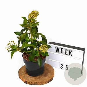 Hedera colchica 'Fall Favourite' 30-40 cm 3,0L potgekweekt
