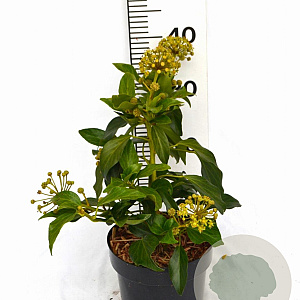 Hedera colchica 'Fall Favourite' 30-40 cm 3,0L potgekweekt