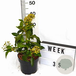Hedera colchica 'Fall Favourite' 30-40 cm 3,0L potgekweekt