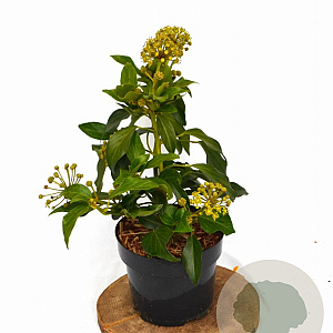 Hedera colchica 'Fall Favourite' 30-40 cm 3,0L potgekweekt
