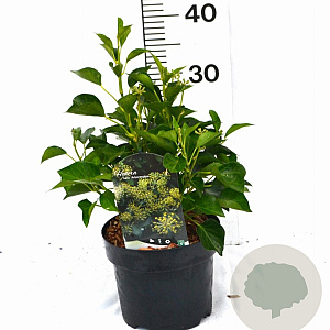 Hedera hel. 'Arborescens' 30-40 cm 3,0L potgekweekt