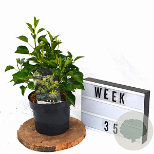 Hedera hel. 'Arborescens' 30-40 cm 3,0L potgekweekt