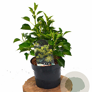 Hedera hel. 'Arborescens' 30-40 cm 3,0L potgekweekt