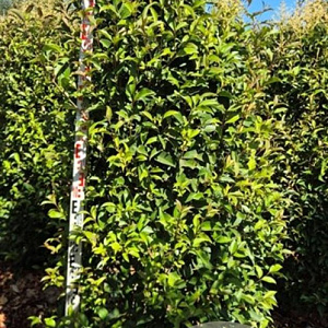 Ligustrum luc. Green Screen 200-225 cm draadkluit extra