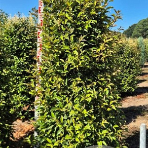 Ligustrum luc. Green Screen 200-225 cm draadkluit extra