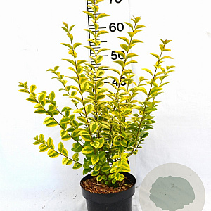 Ligustrum oval. 'Aureum' 30-40 cm 3,0L potgekweekt