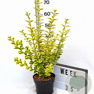 Ligustrum oval. 'Aureum' 30-40 cm 3,0L potgekweekt