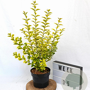 Ligustrum oval. 'Aureum' 30-40 cm 3,0L potgekweekt