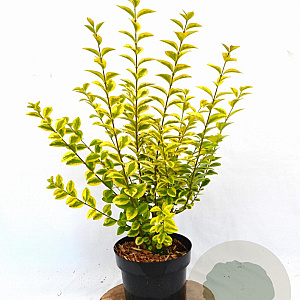 Ligustrum oval. 'Aureum' 30-40 cm 3,0L potgekweekt