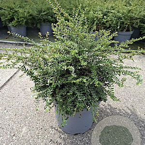 Lonicera nit. 'Elegant' 30-35 cm 5,0L