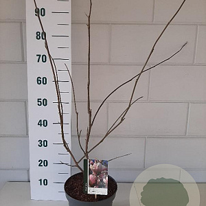 Magnolia soulangeana 40-60 cm 5,0L
