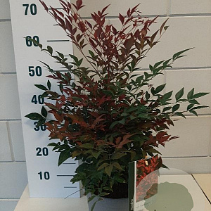 Nandina d. Obsessed 40-50 cm 5,0L