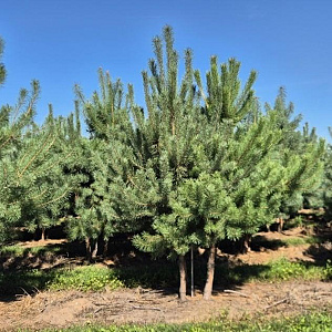 Pinus sylvestris 250-300 cm draadkluit meerstammig 350-400 diameter