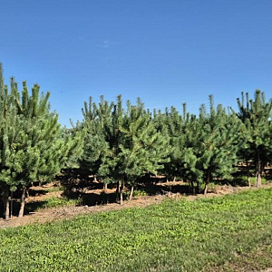 Pinus sylvestris 250-300 cm draadkluit meerstammig 350-400 diameter