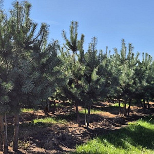 Pinus sylvestris 250-300 cm draadkluit meerstammig 350-400 diameter
