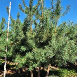 Pinus sylvestris 300-325 cm draadkluit meerstammig