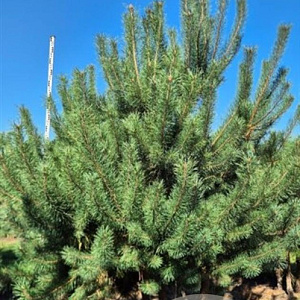 Pinus sylvestris 300-325 cm draadkluit meerstammig