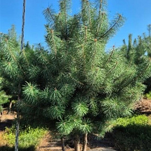 Pinus sylvestris 300-325 cm draadkluit meerstammig
