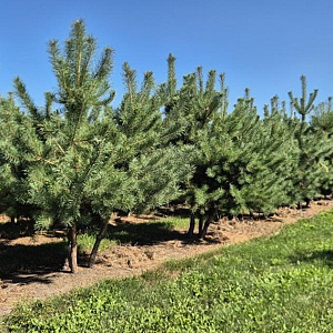 Pinus sylvestris 300-325 cm draadkluit meerstammig