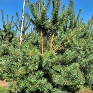 Pinus sylvestris 300-325 cm draadkluit meerstammig