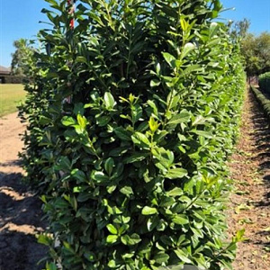 Prunus l. 'Novita' 225-250 cm draadkluit extra