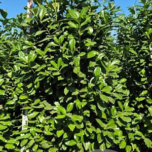 Prunus l. 'Novita' 225-250 cm draadkluit extra