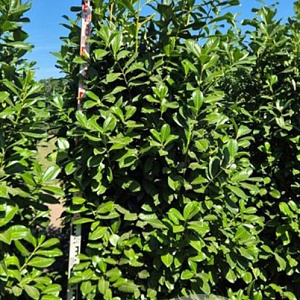 Prunus l. 'Novita' 225-250 cm draadkluit extra