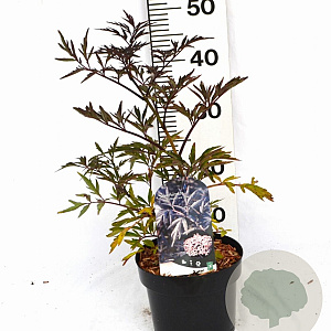 Sambucus nigra Black Lace 40-50 cm 3,0L potgekweekt