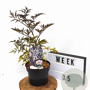 Sambucus nigra Black Lace 40-50 cm 3,0L potgekweekt