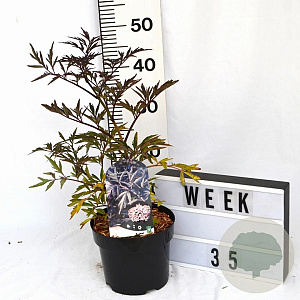 Sambucus nigra Black Lace 40-50 cm 3,0L potgekweekt