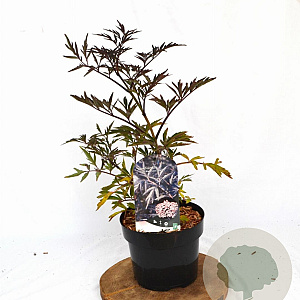 Sambucus nigra Black Lace 40-50 cm 3,0L potgekweekt