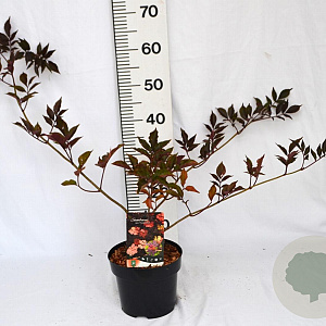 Sambucus nigra 'Thundercloud' 30-40 cm 3,0L potgekweekt