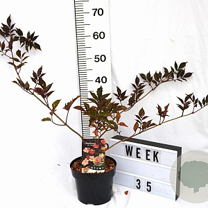 Sambucus nigra 'Thundercloud' 30-40 cm 3,0L potgekweekt