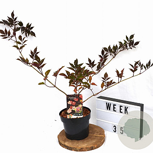 Sambucus nigra 'Thundercloud' 30-40 cm 3,0L potgekweekt