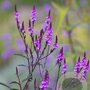 Verbena baileyana 'Purple Haze' GM P9
