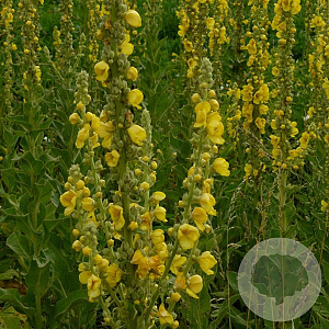 Verbascum densiflorum GM P9