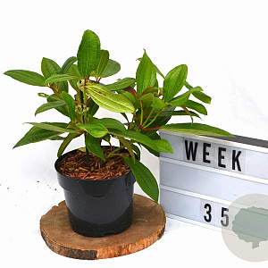 Viburnum davidii 30-40 cm 3,0L potgekweekt