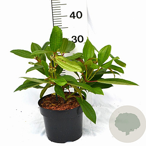 Viburnum davidii 30-40 cm 3,0L potgekweekt