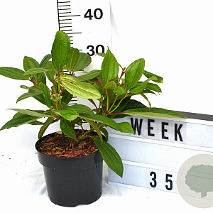 Viburnum davidii 30-40 cm 3,0L potgekweekt