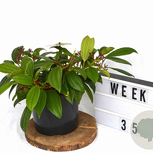 Viburnum davidii 40-50 cm 5,0L potgekweekt
