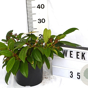 Viburnum davidii 40-50 cm 5,0L potgekweekt