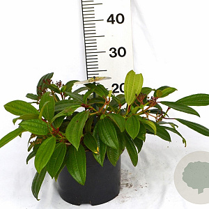 Viburnum davidii 40-50 cm 5,0L potgekweekt