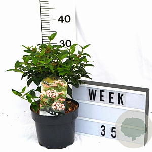 Viburnum tin. 'Eve Price' 30-40 cm 3,0L potgekweekt