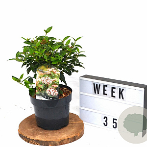 Viburnum tin. 'Eve Price' 30-40 cm 3,0L potgekweekt