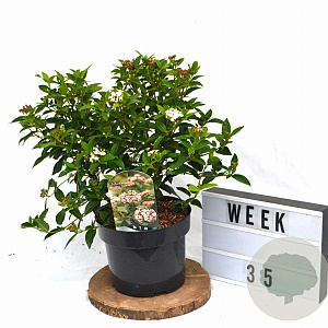 Viburnum tin. 'Eve Price' 40-50 cm 5,0L potgekweekt