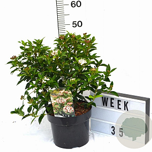 Viburnum tin. 'Eve Price' 40-50 cm 5,0L potgekweekt