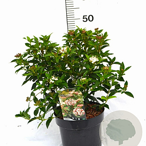 Viburnum tin. 'Eve Price' 40-50 cm 5,0L potgekweekt