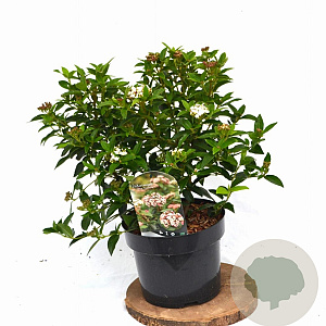 Viburnum tin. 'Eve Price' 40-50 cm 5,0L potgekweekt