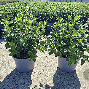 Viburnum tinus 30-35 cm 5,0L