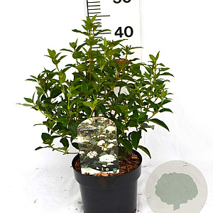 Viburnum tinus 30-40 cm 3,0L potgekweekt